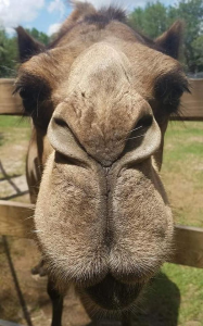 Bahia Shrine 5K Camel Walk/Run