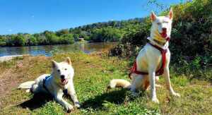 Delaware Canal Dryland Mushing Challenge (By Volancy Dogs) | Canicross & Bikejor