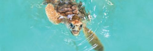 Turtle Crawl 2026 logo