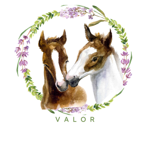 VALOR 25 Challenge - VALOR 25